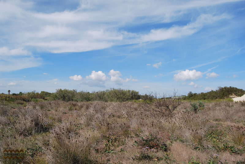 File:Ambiente retrodunare.jpg