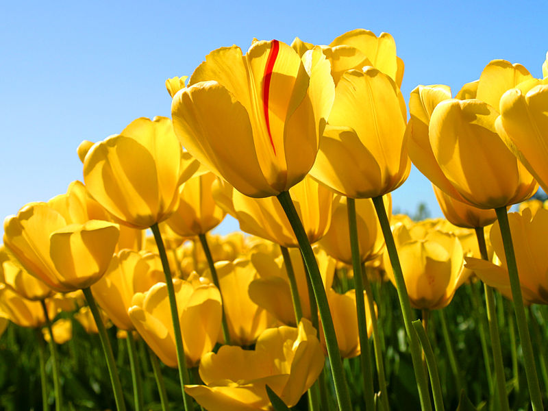 File:Tulips.jpg