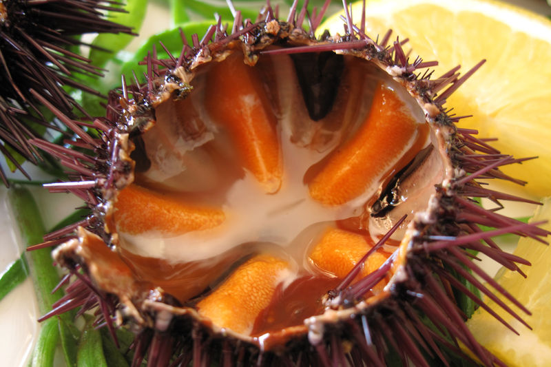 File:MELENDUGNO Riccio di mare.jpg