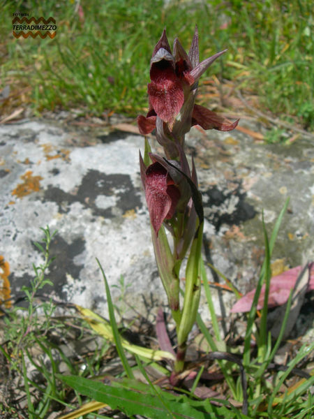 File:Serapias lingua orientalis.jpg
