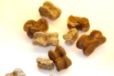 MONTERONI astragali.jpg